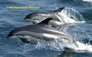 dolphins2.jpg